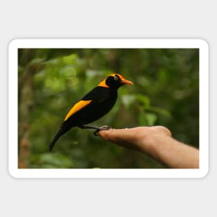 A Regent Bowerbird in the hand is worth two or more photos Sticker